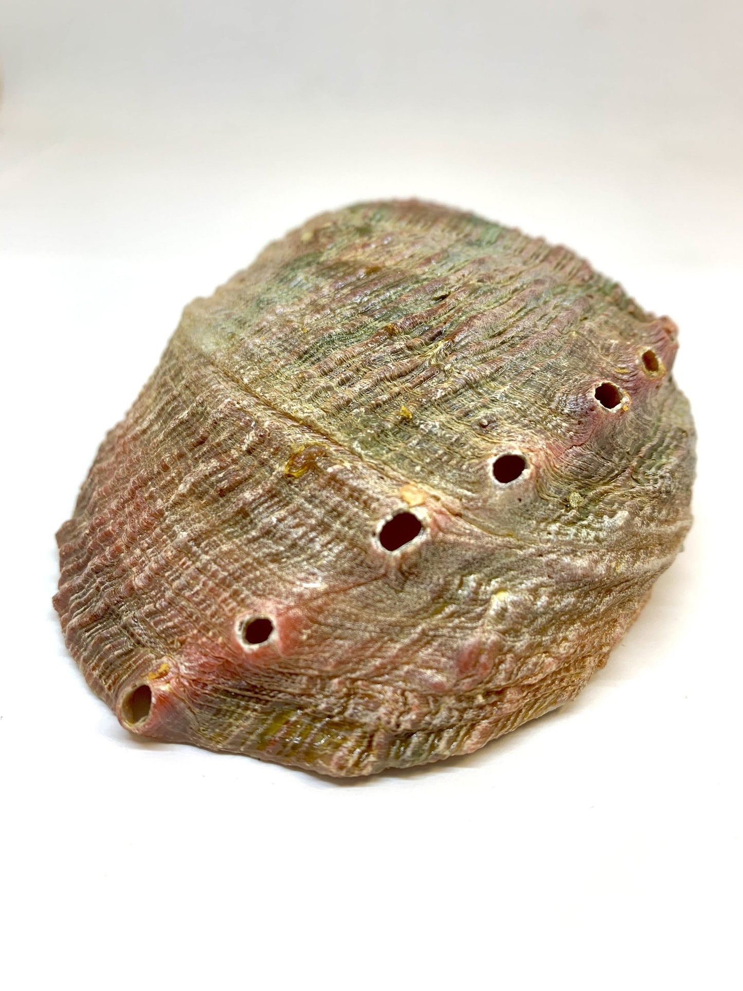 Abalone Shell Incense Holder